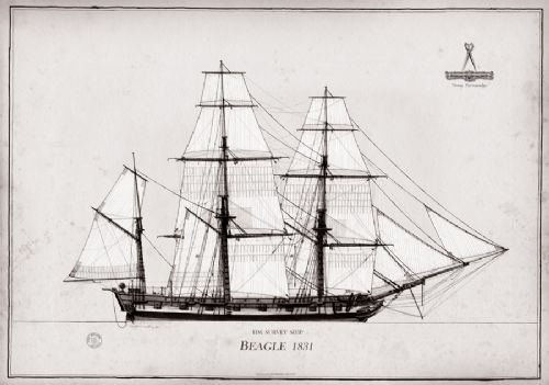 1831 HM Survey Ship Beagle pen ink study by Tony Fernandes